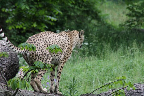 gepard
