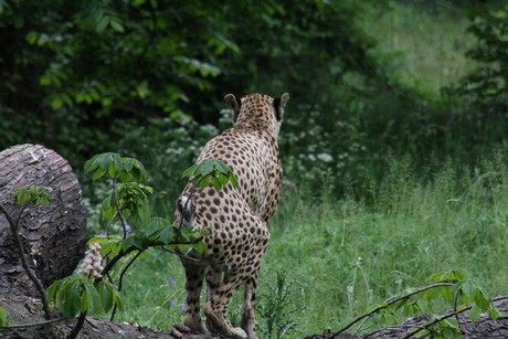 gepard