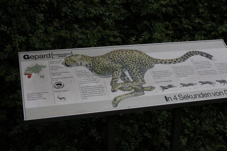 gepard