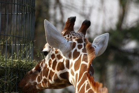 giraffen