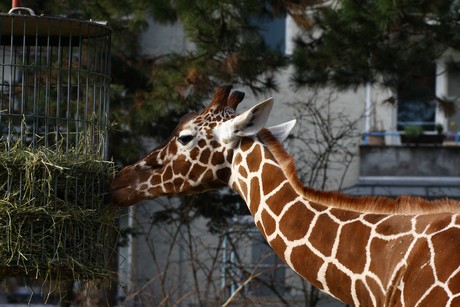 giraffen