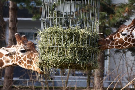 giraffen