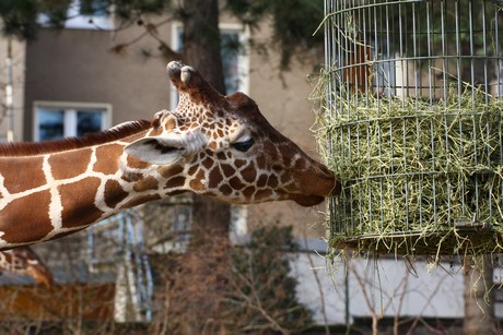 giraffen