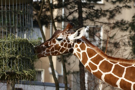 giraffen