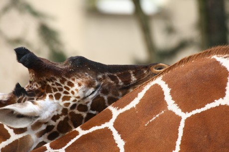 giraffen