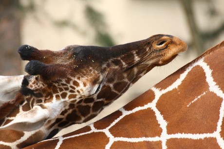 giraffen
