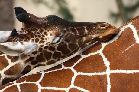 giraffen