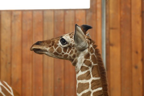 giraffen