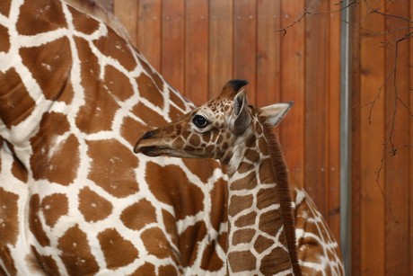 giraffen