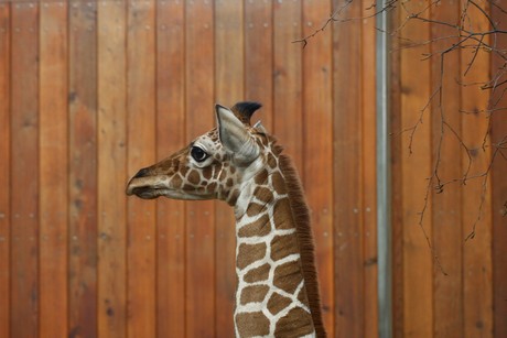 giraffen