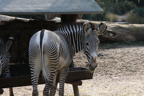 grevy-zebra