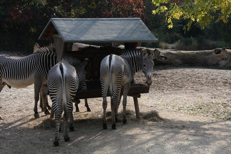 grevy-zebra