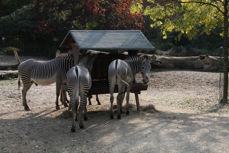 grevy-zebra