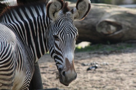 grevy-zebra
