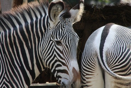 grevy-zebra
