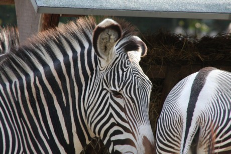 grevy-zebra