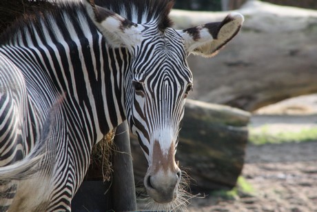 grevy-zebra