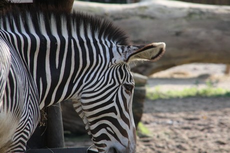 grevy-zebra