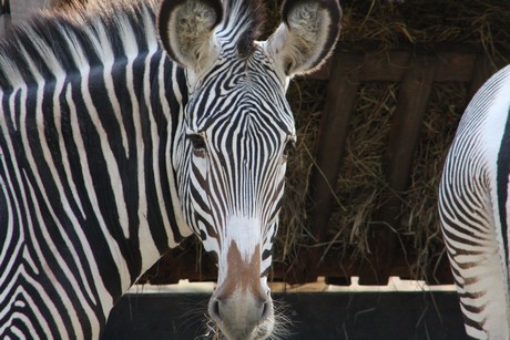 grevy-zebra