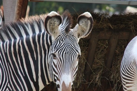 grevy-zebra