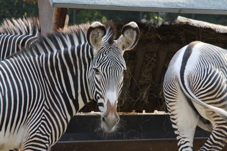 grevy-zebra