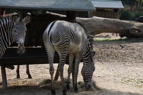 grevy-zebra