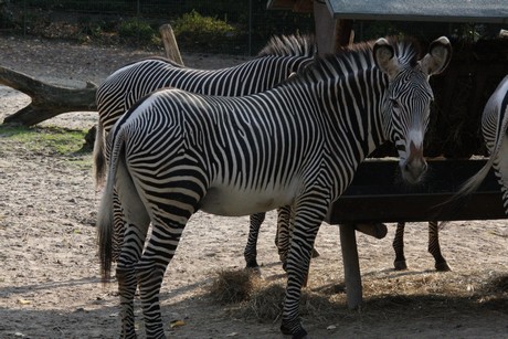 grevy-zebra