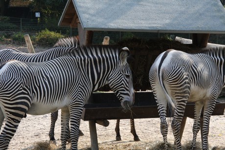 grevy-zebra
