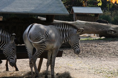 grevy-zebra