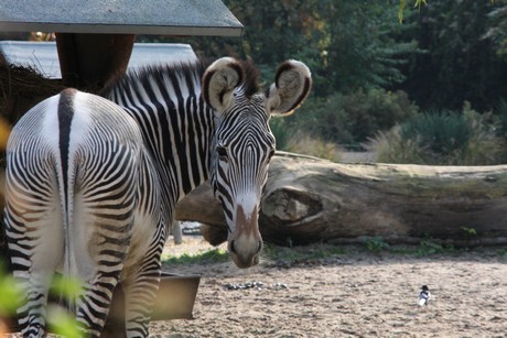 grevy-zebra