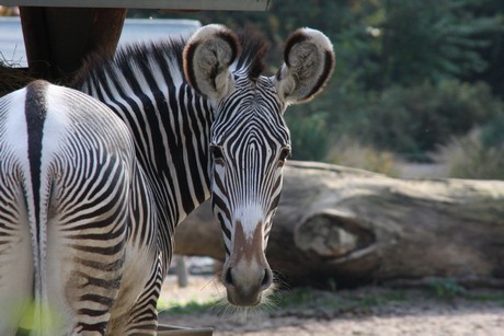 grevy-zebra