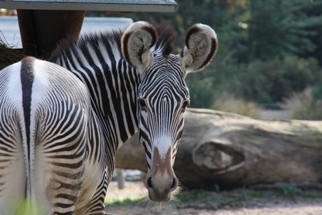 grevy-zebra