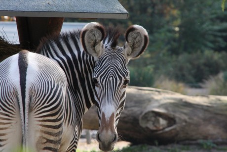 grevy-zebra