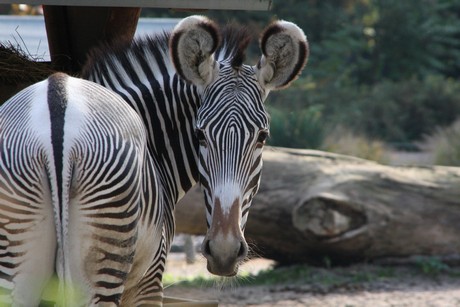 grevy-zebra