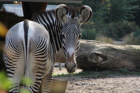 grevy-zebra