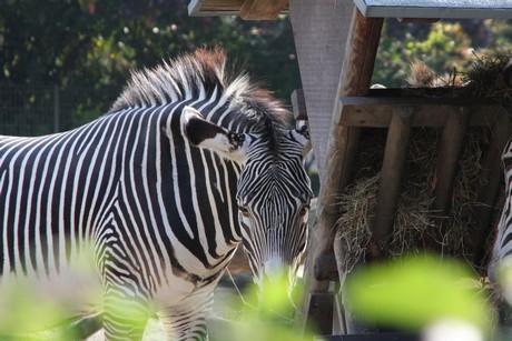 grevy-zebra