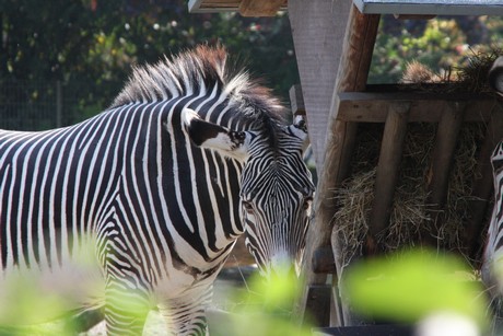 grevy-zebra