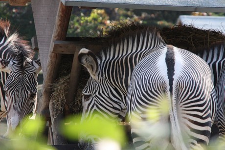grevy-zebra
