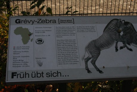 grevy-zebra