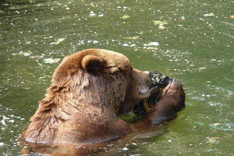 grizzlybaer