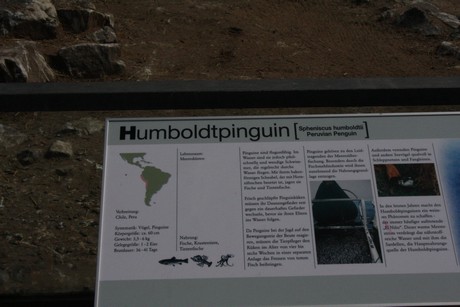 humboldt-pinguine
