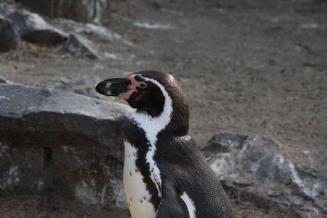 humboldt-pinguine