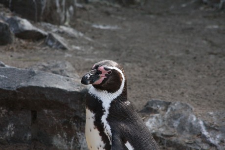 humboldt-pinguine