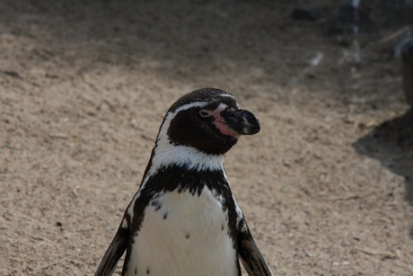 humboldt-pinguine