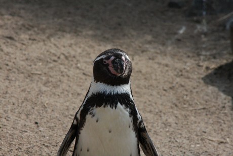humboldt-pinguine
