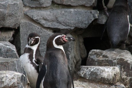 humboldt-pinguine