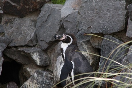 humboldt-pinguine