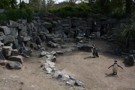 humboldt-pinguine