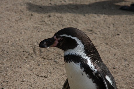 humboldt-pinguine