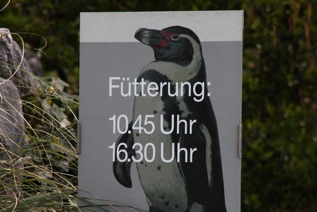 humboldt-pinguine